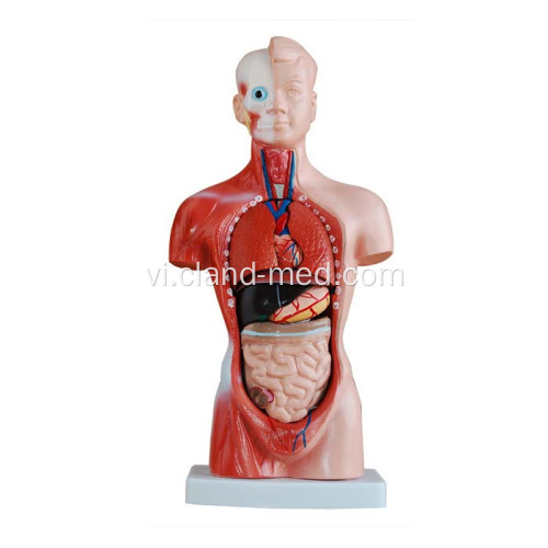 26 bộ phận Torso 15 bộ phận